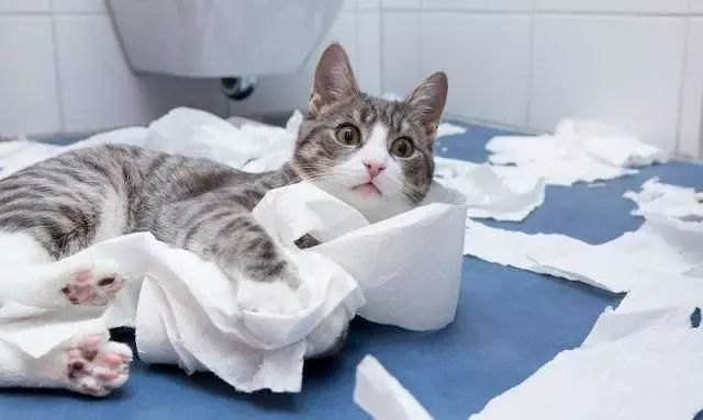 流浪猫收养注意事项洛阳,收养流浪猫幼崽注意事项