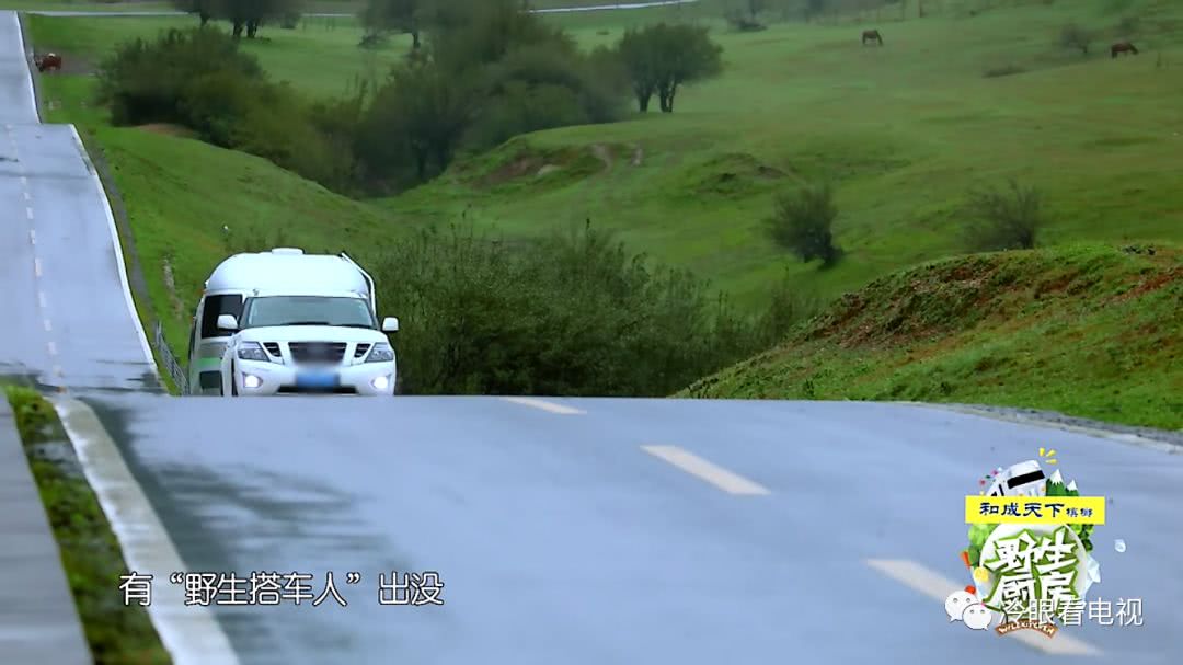 野生厨房深度解析,野生厨房都吃过哪些东西