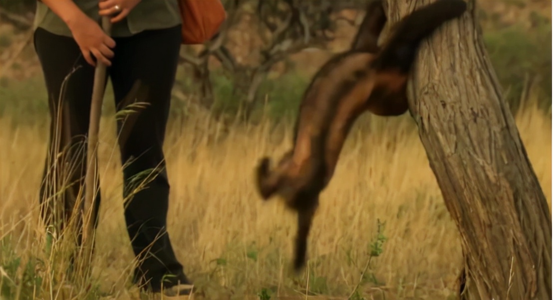 蜜獾两小时后继续享用毒蛇,蜜獾凶猛攻击人类