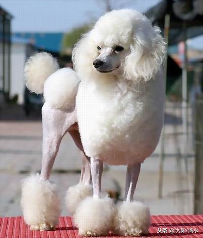 比尼熊狗狗价格,阿拉斯加狗狗价格