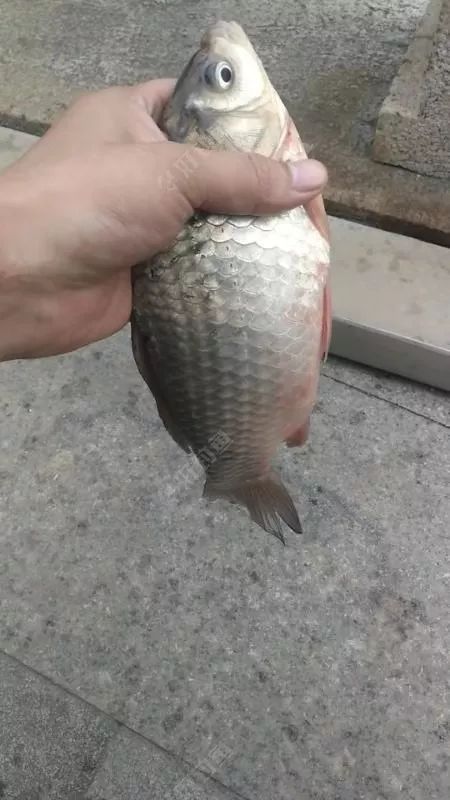 钓鱼一时爽一直爽,钓鱼一时爽一直钓一直爽