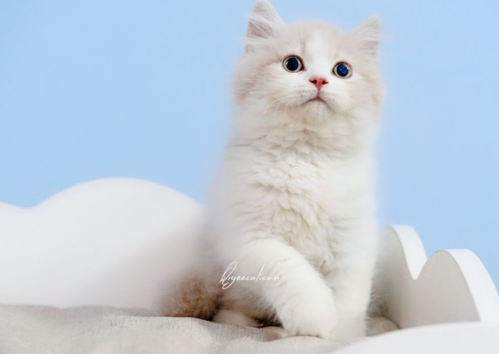 猫咪来到新家不吃不喝咋办,新手养猫猫咪到新家要怎么做