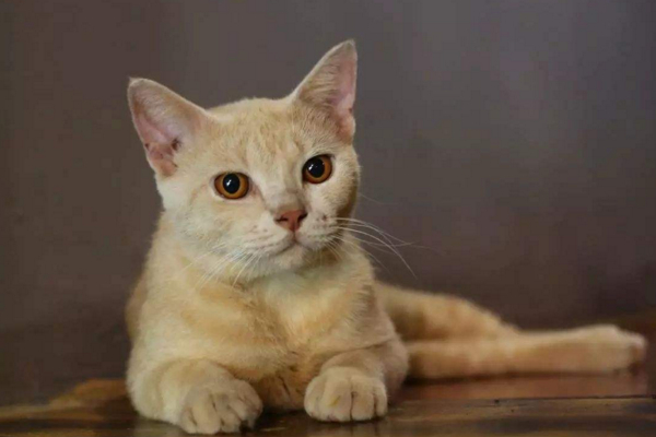 猫咪像打嗝一样一抽一抽的,猫咪有时候打嗝是什么情况