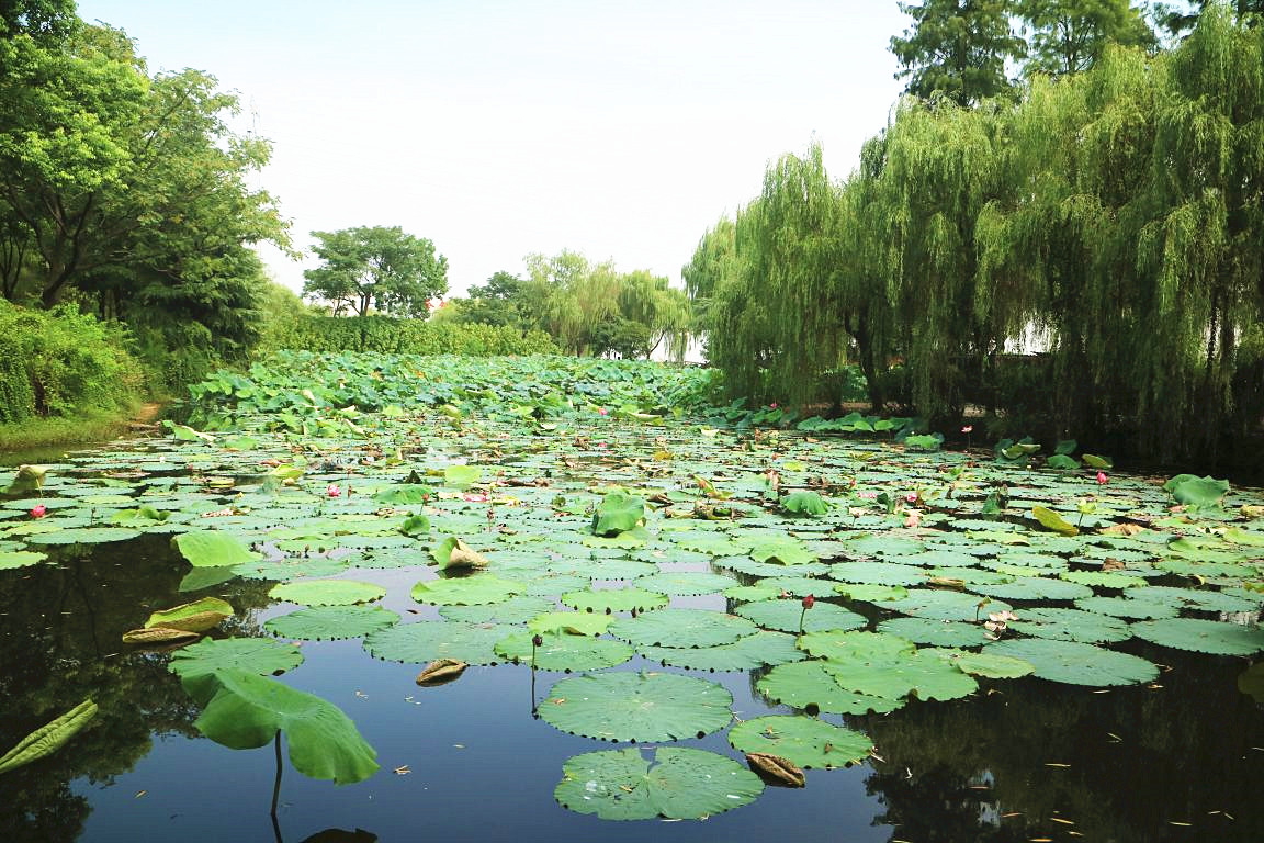 武汉周边赏花踏青好去处,武汉赏樱花旅游攻略
