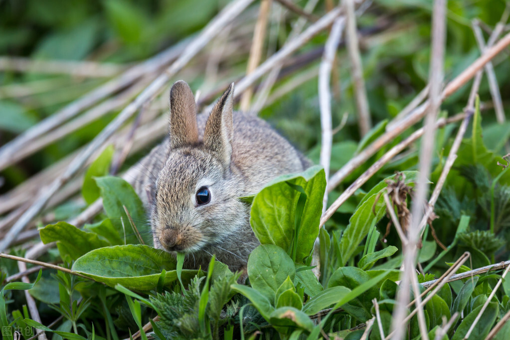 95岁老猎户，下得一手好套子，有跳套有地套，专套兔子和野鸡