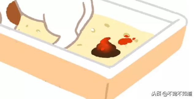 猫咪便血是什么病该吃什么药,猫咪脱肛菊花带血