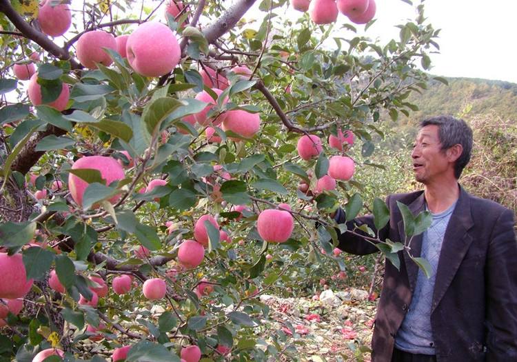苹果膜袋快速套袋法,苹果套袋注意事项