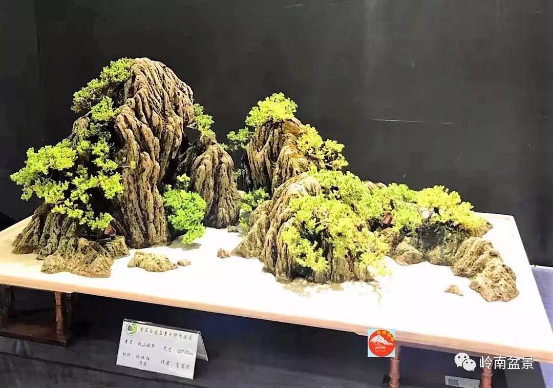 苍劲古朴挺拔有力的老桩盆景欣赏,老态龙钟盆景作品欣赏