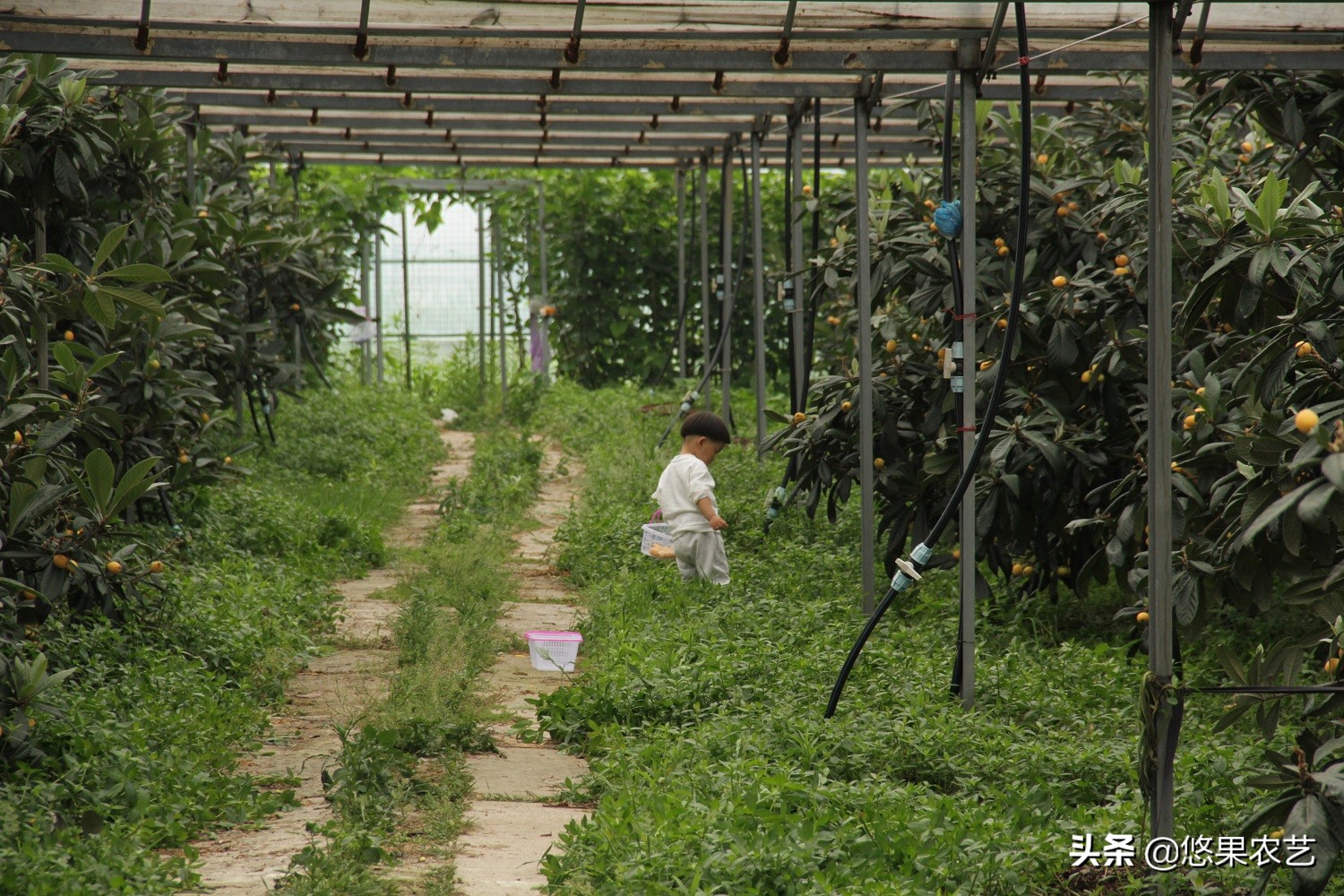 野生枇杷为什么不甜,大棚枇杷裂果什么原因