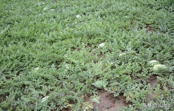 种植西瓜需要什么土,种植西瓜要沙地还是泥地