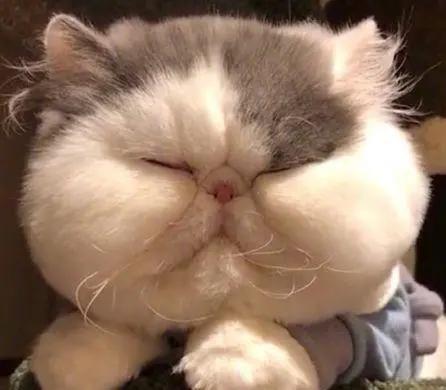 猫咪各阶段正常体重对照,猫咪体重多重才算正常英短