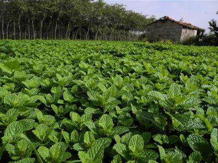 薄荷的种植管理,种薄荷方法