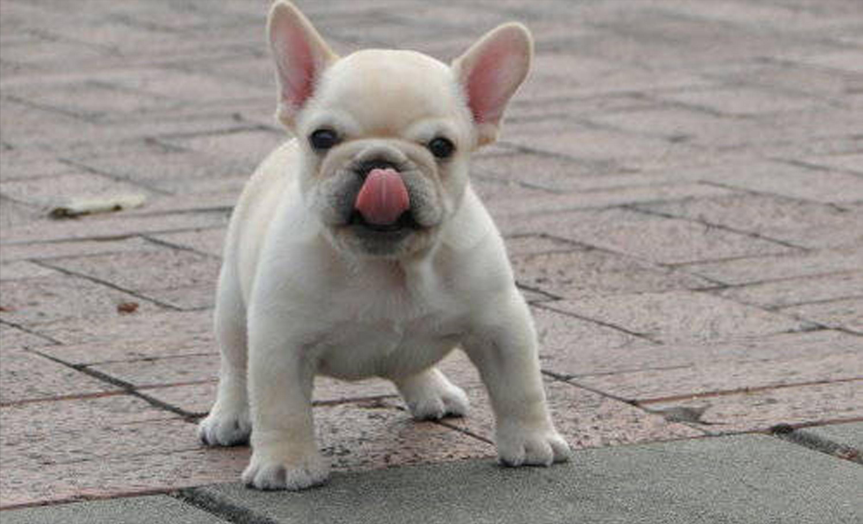 法斗有哪些优点,法斗这么丑为什么还有很多人养