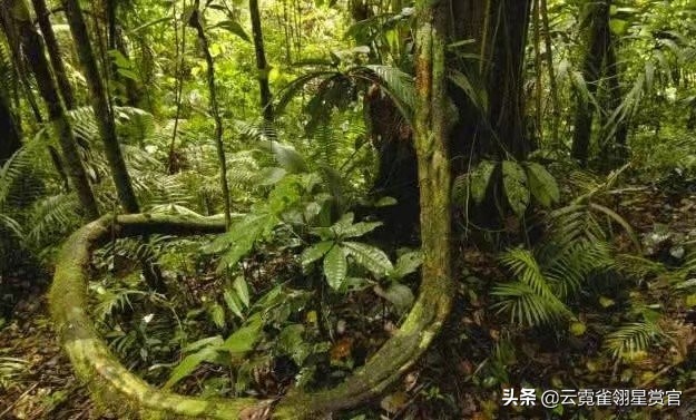 “绿色天堂”亚马逊雨林,实则是“人类禁区”,到底有多恐怖?
