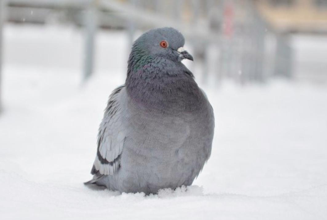 鸽子出现绿便是什么原因,鸽子紫胸最快的治疗方法
