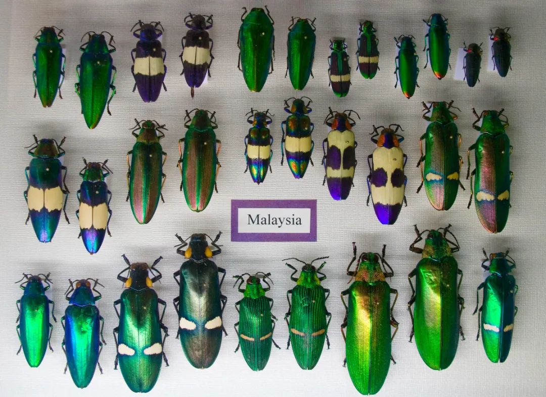 最贵的口红,居然是绿色的?