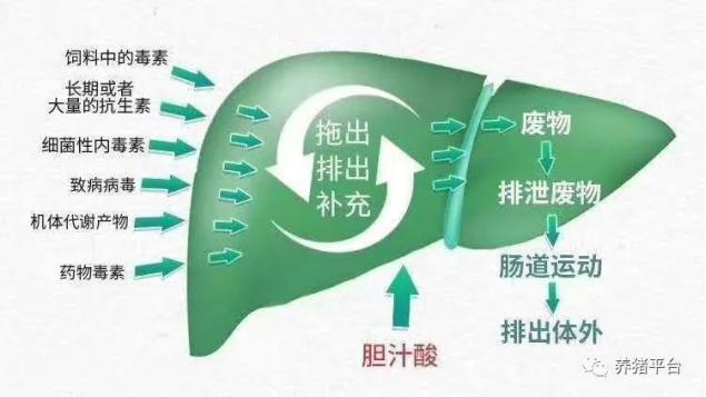 怀孕母猪霉菌毒素图片,怀孕母猪霉菌