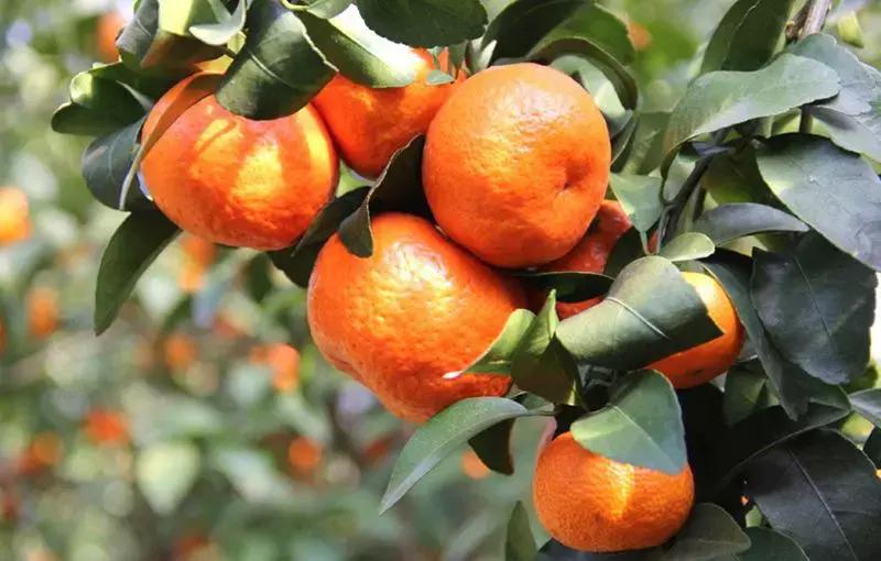 沙糖桔低迷句子,今年年后沙糖桔行情会有好转吗