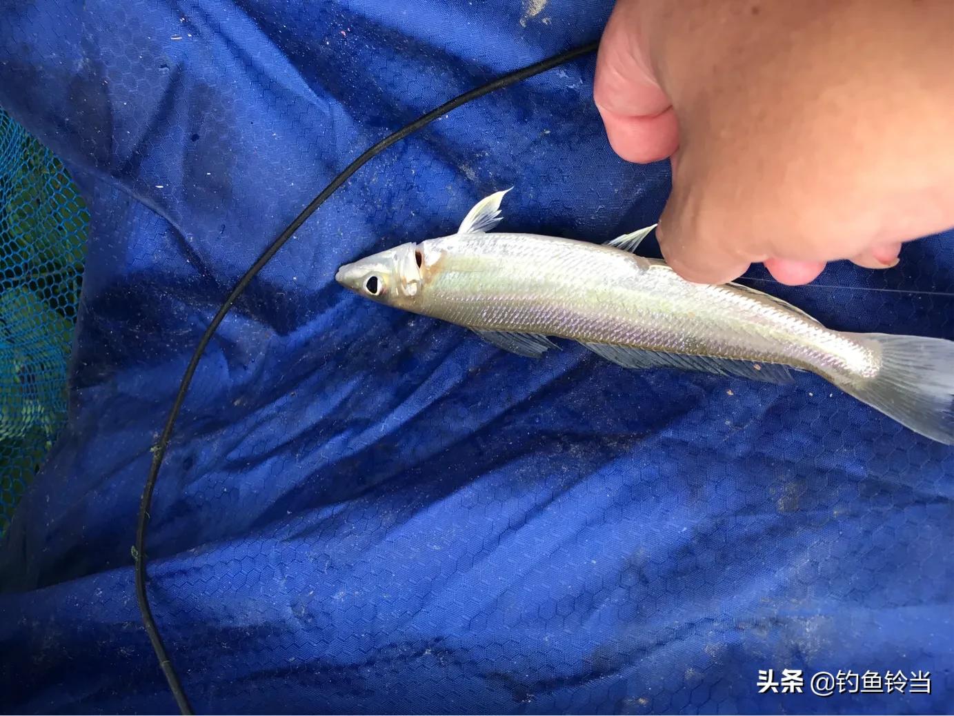 沙尖鱼钓法视频教程,沙尖鱼怎么钓用几号钩