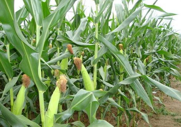 一进口植物人称“黄金米”,是全世界的重要粮食,韩国连芯棒都卖