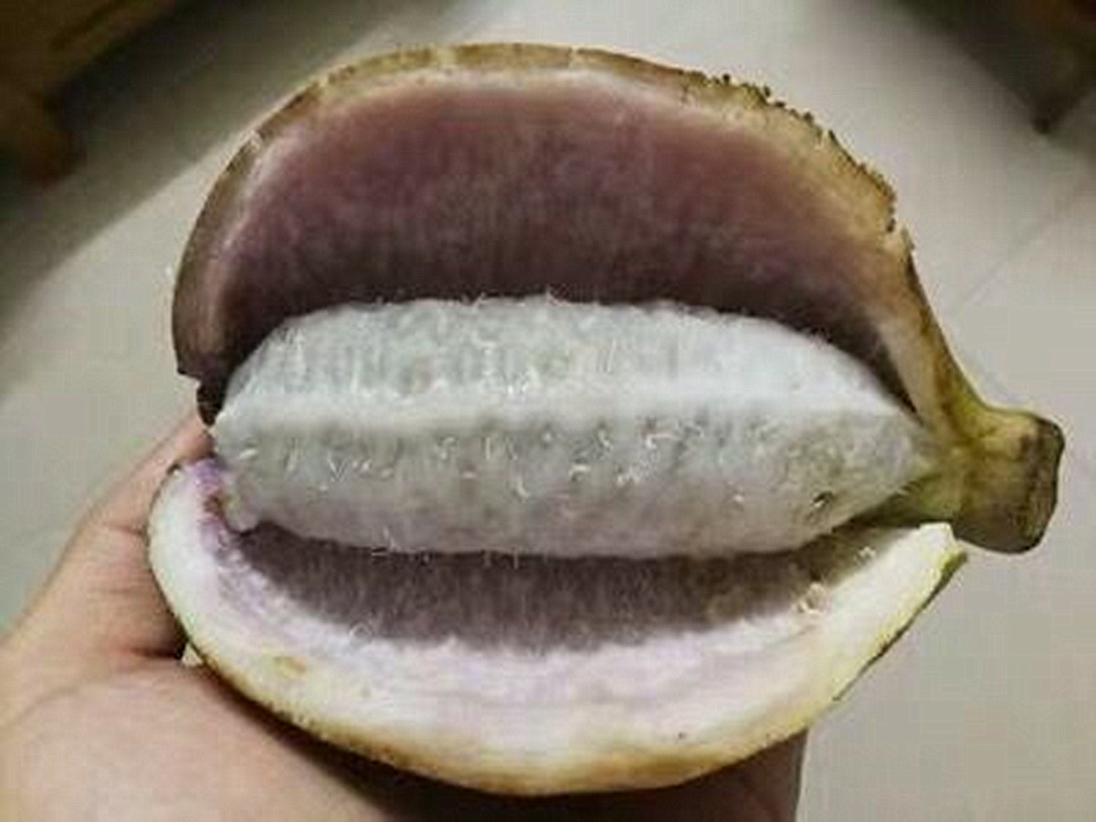 成熟之后会裂开的水果,果实成熟会爆开的水果