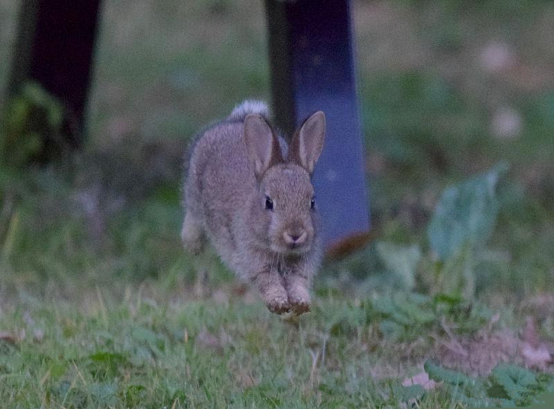 养兔技术兔的养殖方法,养兔兔需要注意些什么