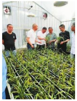 兰花彭州丽春镇又一张靓丽名片