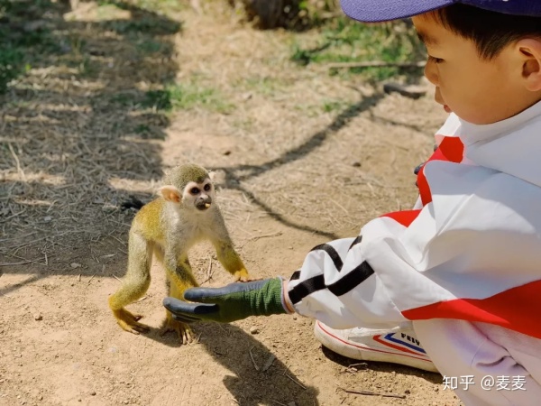 野生动物园长隆游玩攻略,野生动物园长隆攻略图片