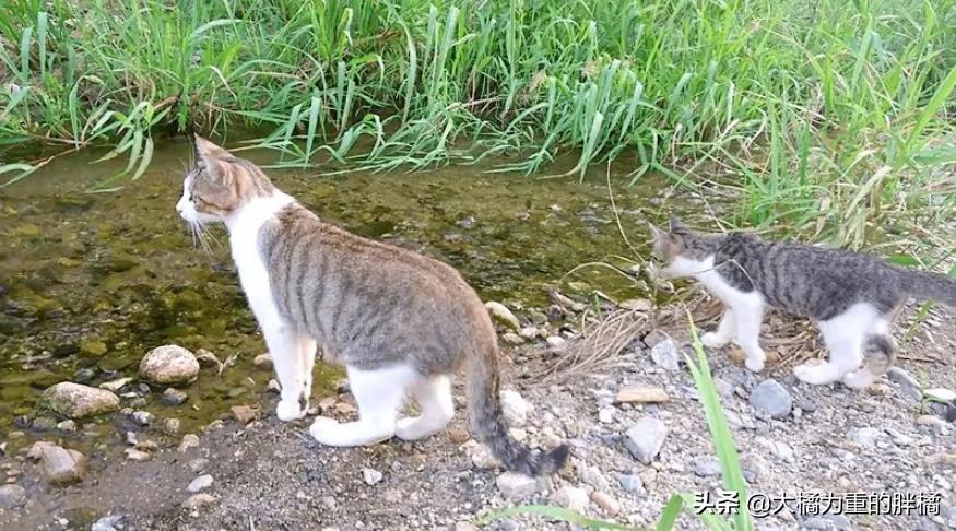 猫妈妈教小猫爬,猫妈妈教猫