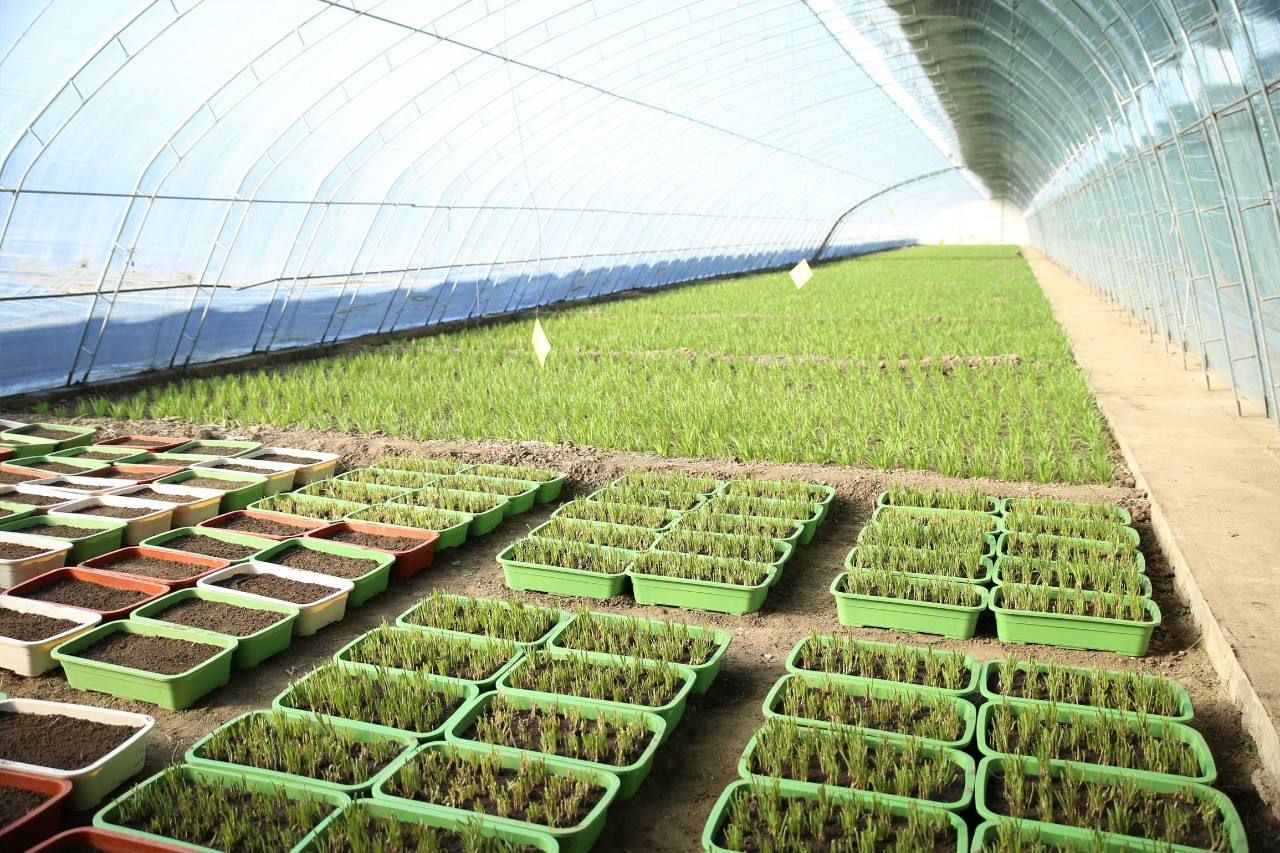 正宗最好的韭菜种植方法,韭菜种植营养方案