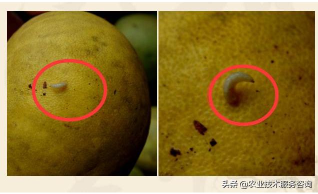 柑蛆是柑橘大实蝇吗,柑橘防治蝇蛆用什么药