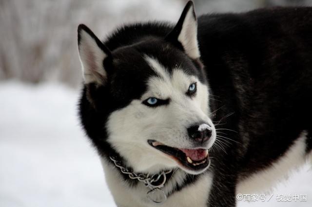 哈士奇晚上狼嚎吓坏主人,哈士奇嚎叫被打一巴掌原视频博主