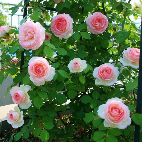 北面院子适合种什么爬藤开花植物,爬藤植物有哪些适合小庭院种植