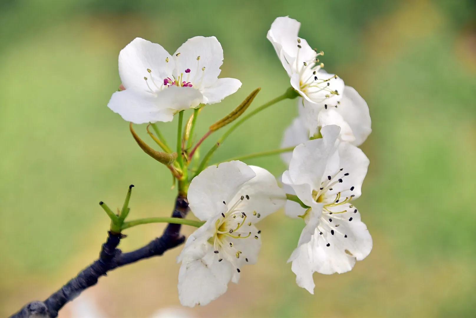 春游梨花林,邂逅三月梨花