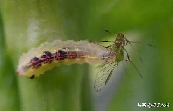 益虫用什么方法可以治,几种常见的农业益虫