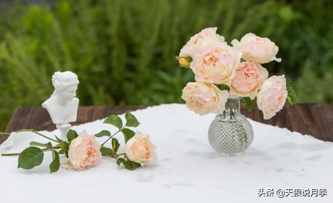 2022年天狼月季新品,月季天狼新品曝光