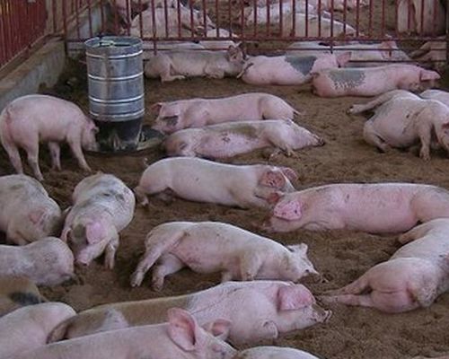猪在料槽里拉屎拉尿怎么办,养的猪一直在死怎么办
