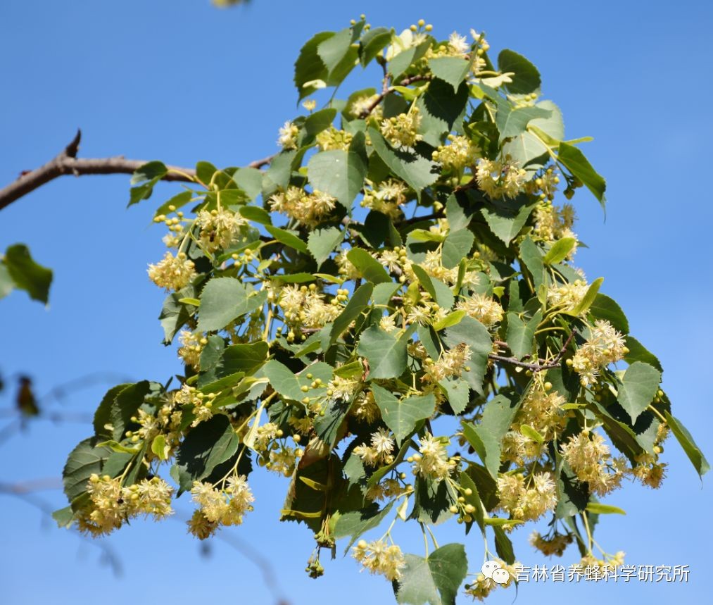 蜜蜂科普知识视频,椴树蜜蜂视频