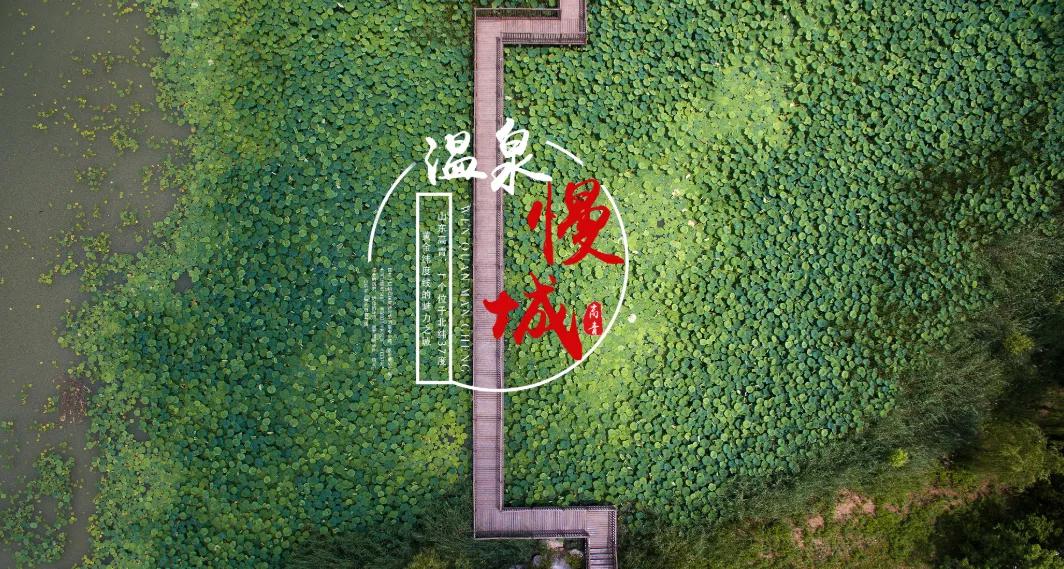 夏季最美荷花在哪里,山东最漂亮的荷花