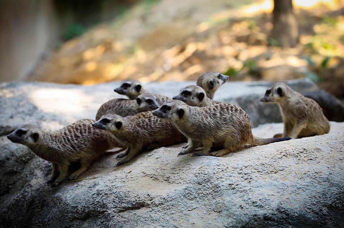 长隆野生动物园打卡攻略,打卡龙之梦动物园步行