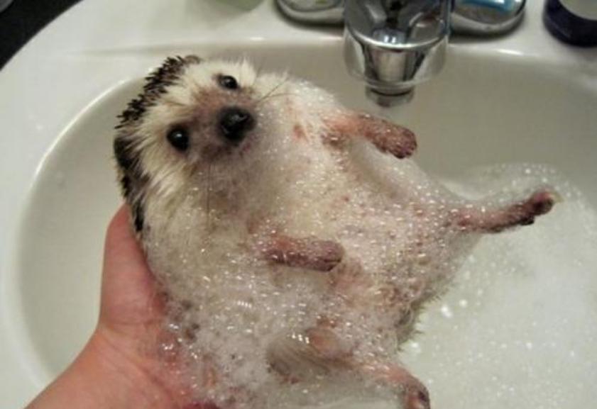 想养一只软萌可爱的非洲迷你刺猬?你需要注意这5点