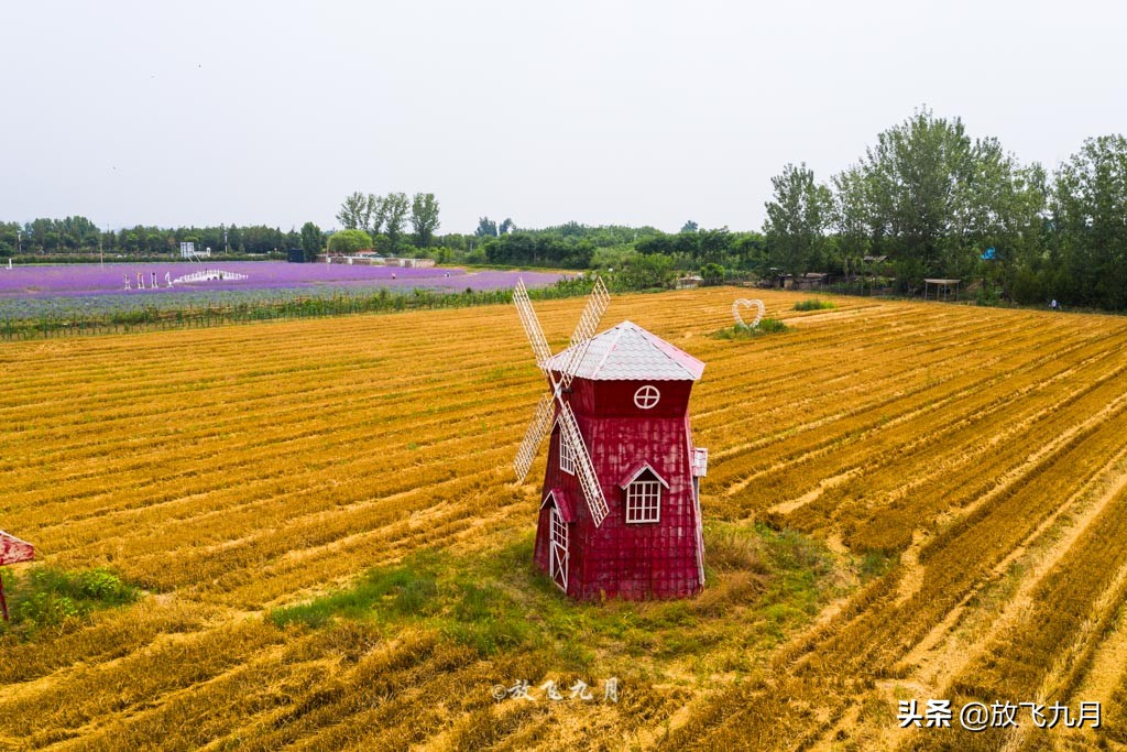 北京哪里有薰衣草花海景点,北京附近的六环外薰衣草花海