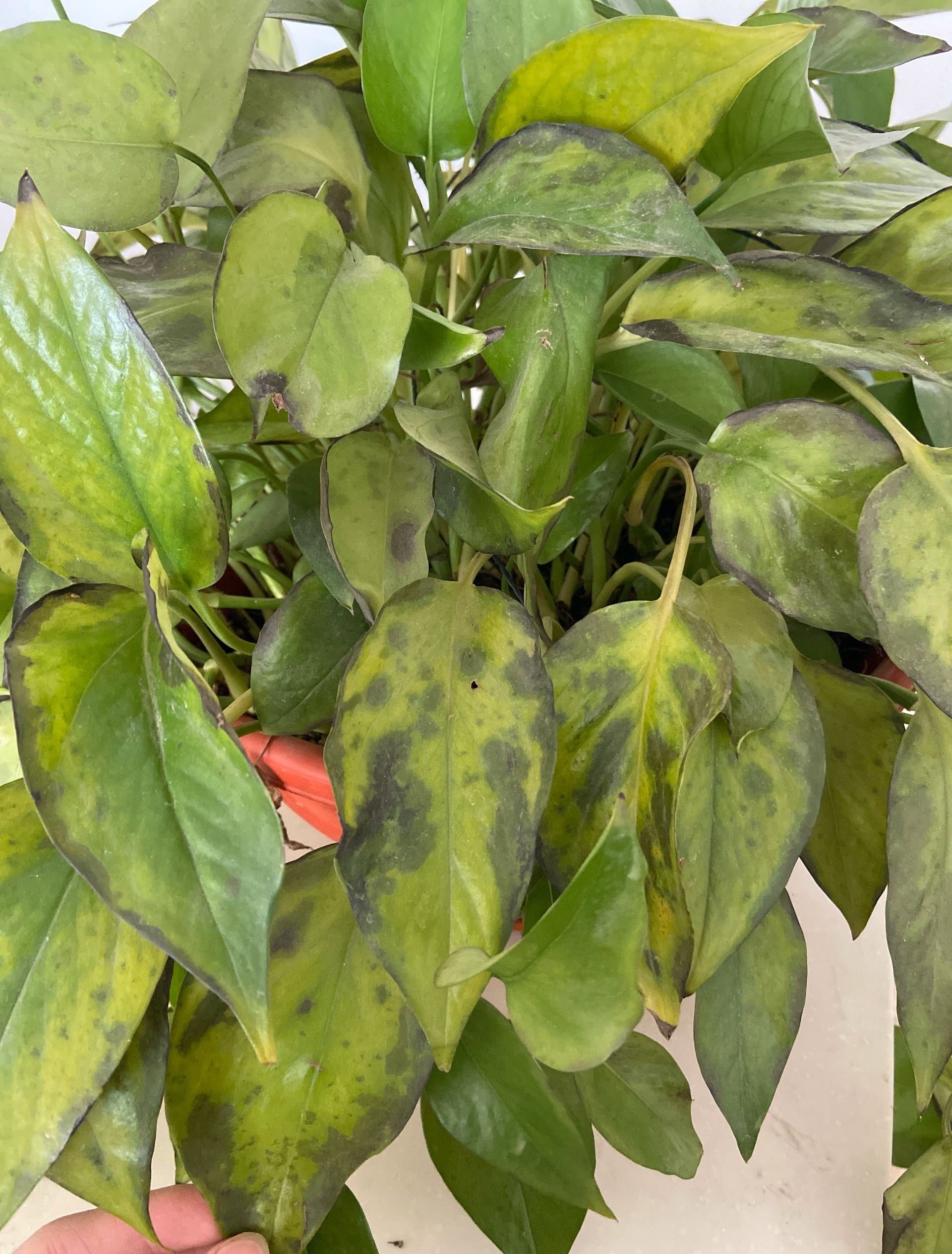 绿萝爆盆浇水方法,刚上盆的绿萝最好浇不浇水