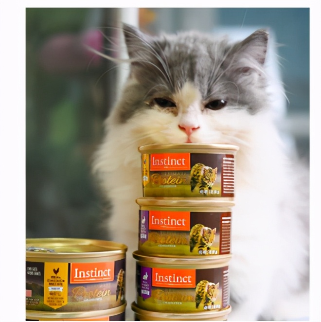 养肥猫的技术视频教程,新手养猫如何挑选主食罐
