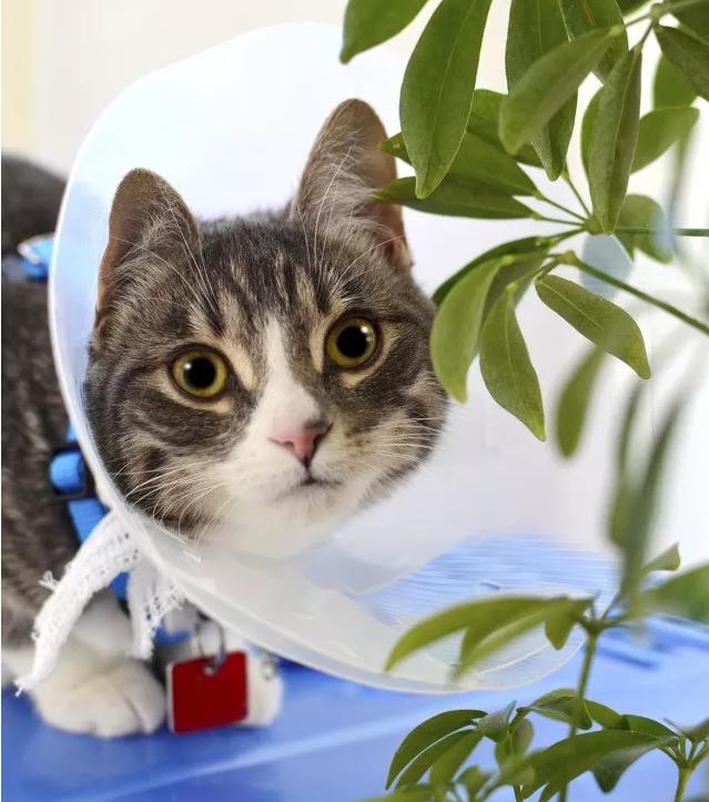 给猫戴上脖圈之后很低落,为什么给猫戴上猫圈就安静了