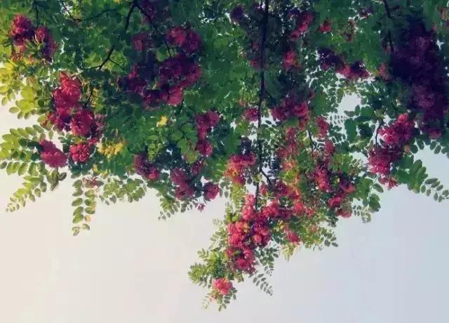 诗词经典绝美古文,50篇绝美小古文