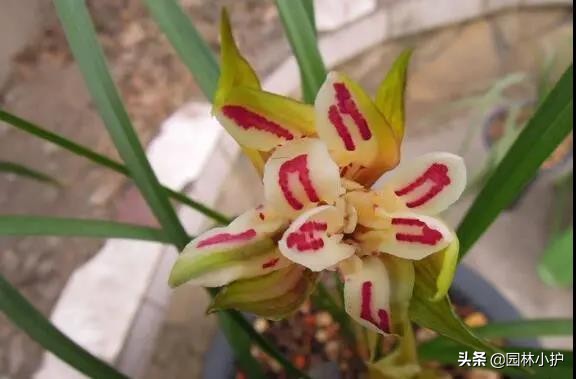 新手养兰花选择什么花,最好养的兰花四季兰品种