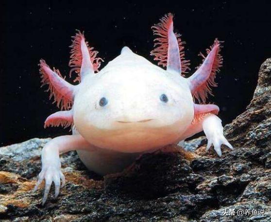 六角恐龙怎么养？它们是不怕冷的水族生物，也是一个两栖“奇葩”