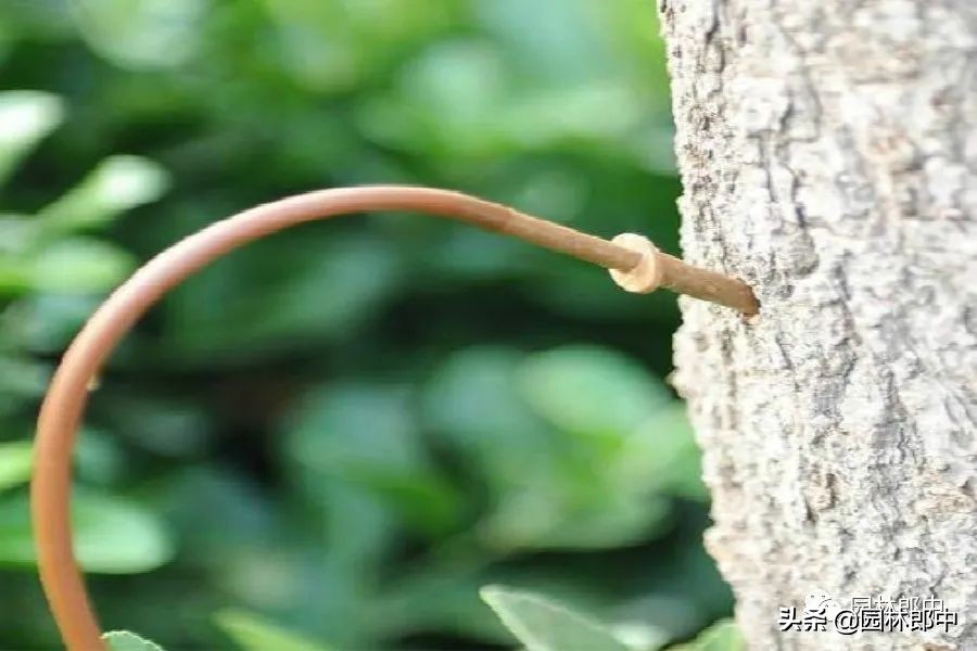 移植树身没长芽的原因,树木未死但迟迟不发芽怎么办