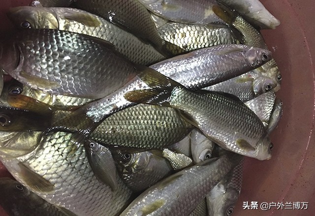 走水江河野钓草鱼饵料,走水河钓鲤鱼饵料配方